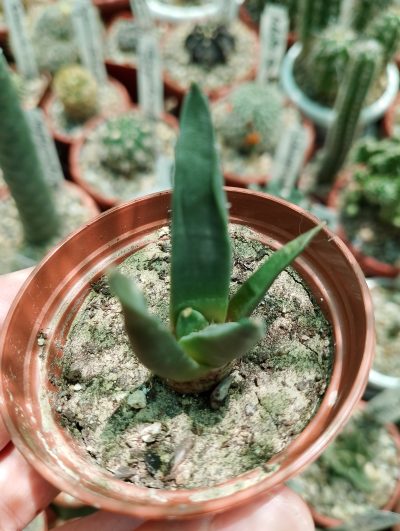 Ariocarpus trigonus