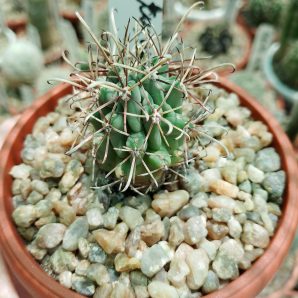 Glandulicactus uncinatus