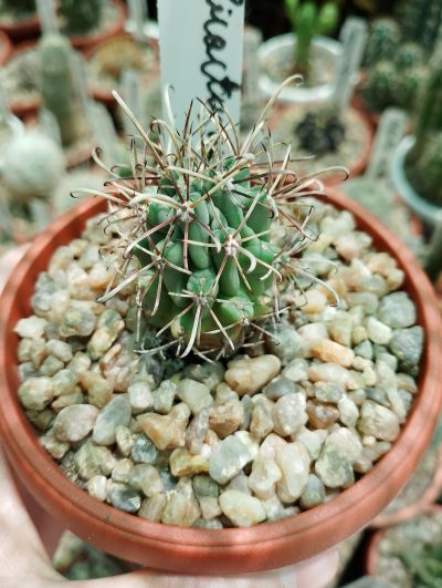 Glandulicactus uncinatus