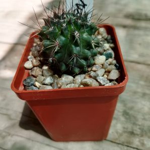 Eriosyce heinrichana