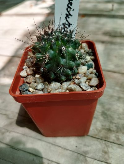 Eriosyce heinrichana