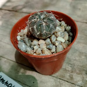 Gymnocalycium riojense v.paucispinum
