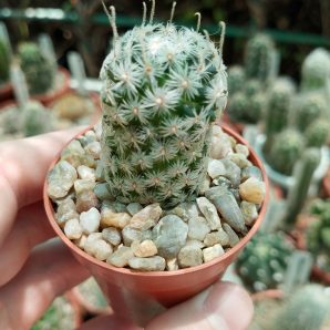 Mammillaria duwei