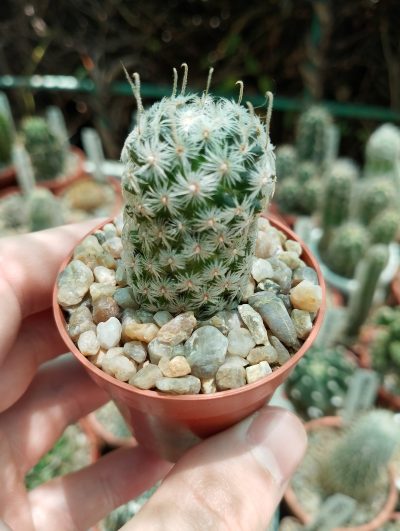 Mammillaria duwei