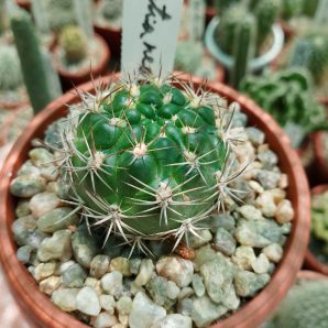 Weingartia neocumingii