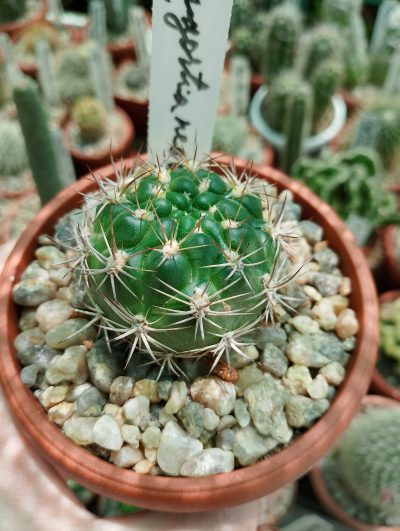 Weingartia neocumingii