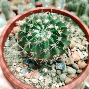 Wigginsia erinacea