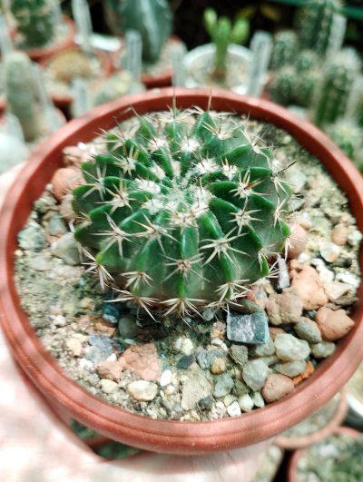 Wigginsia erinacea