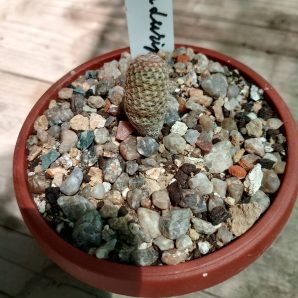 Thelocephala diripulpa