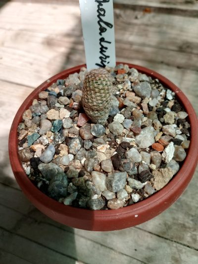 Thelocephala diripulpa