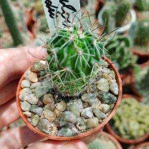 Echinofossulocactus lloydii