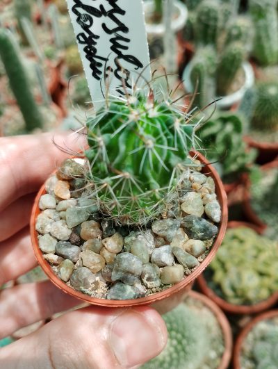 Echinofossulocactus lloydii