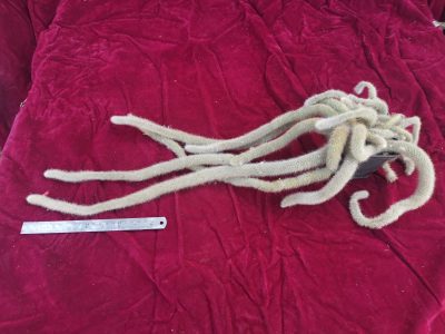 Hildewintera Colademononis
