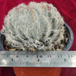 Haworthia odetteae