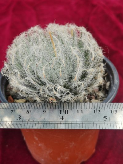 Haworthia odetteae
