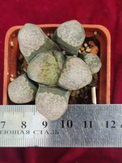Haworthia Groenewaldii