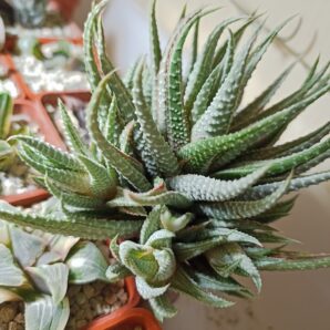 Haworthia White Frost Variegated детки