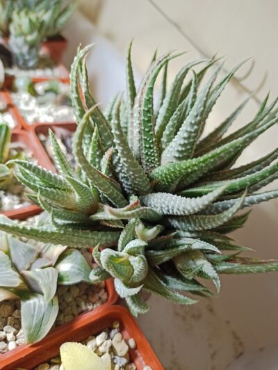 Haworthia White Frost Variegated детки
