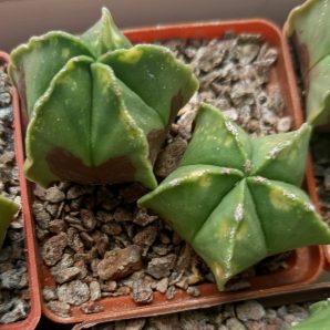 Astrophytum myriostigma nudum