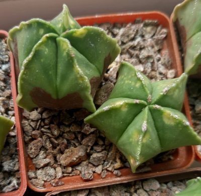 Astrophytum myriostigma nudum