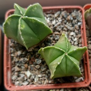 Astrophytum myriostigma nudum