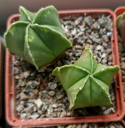Astrophytum myriostigma nudum