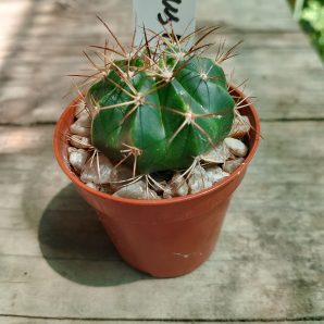 Melocactus matanzanus