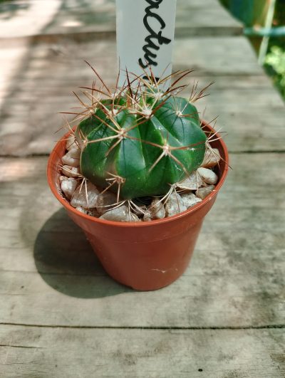 Melocactus matanzanus