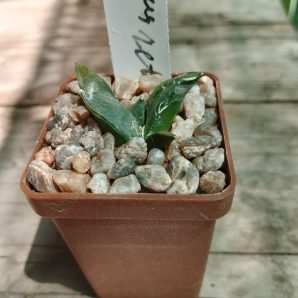 Ariocarpus retusus