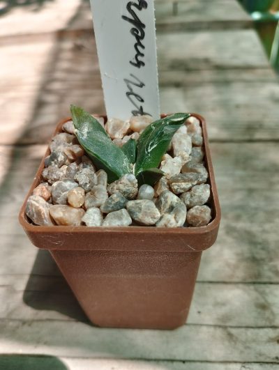 Ariocarpus retusus