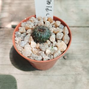 Frailea asteriodies