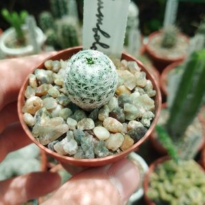 Mammillaria humboldtii.pilta