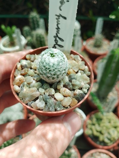 Mammillaria humboldtii.pilta
