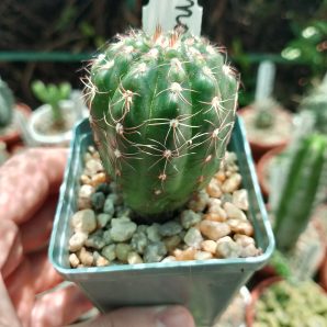 Notocactus uebelmanniauus
