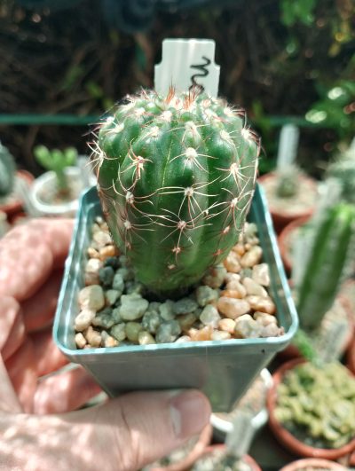 Notocactus uebelmanniauus