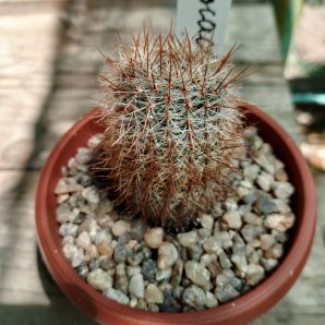 Notocactus shlosseri