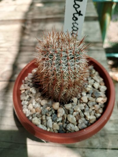 Notocactus shlosseri