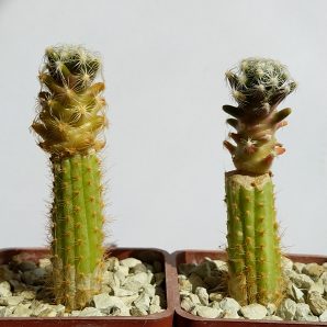 Mammillaria roczekii