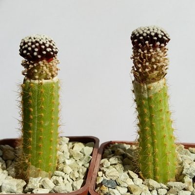 Mammillaria luethyi