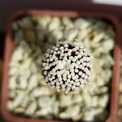 Mammillaria luethyi