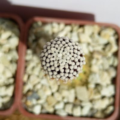 Mammillaria luethyi