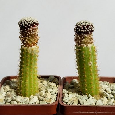 Mammillaria luethyi
