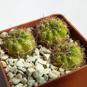 Lobivia tiegeliana v. pusilla