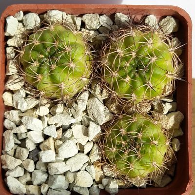 Lobivia tiegeliana v. pusilla