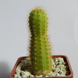 Bolivicereus samaipatanus