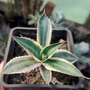 Agave lophantha quadricolor