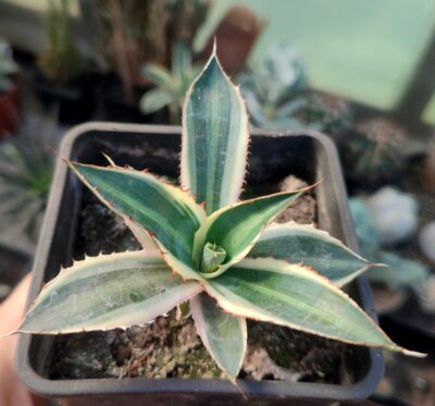 Agave lophantha quadricolor