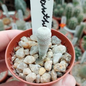 Epithelantha micromeris