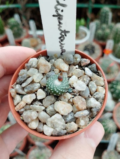 Blossfeldia liliputana