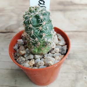 Gymnocalycium bruchii
